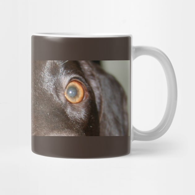 German Shorthaired Pointer liver eyes by Wanderingangel